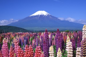 富士山初夏 トリミング