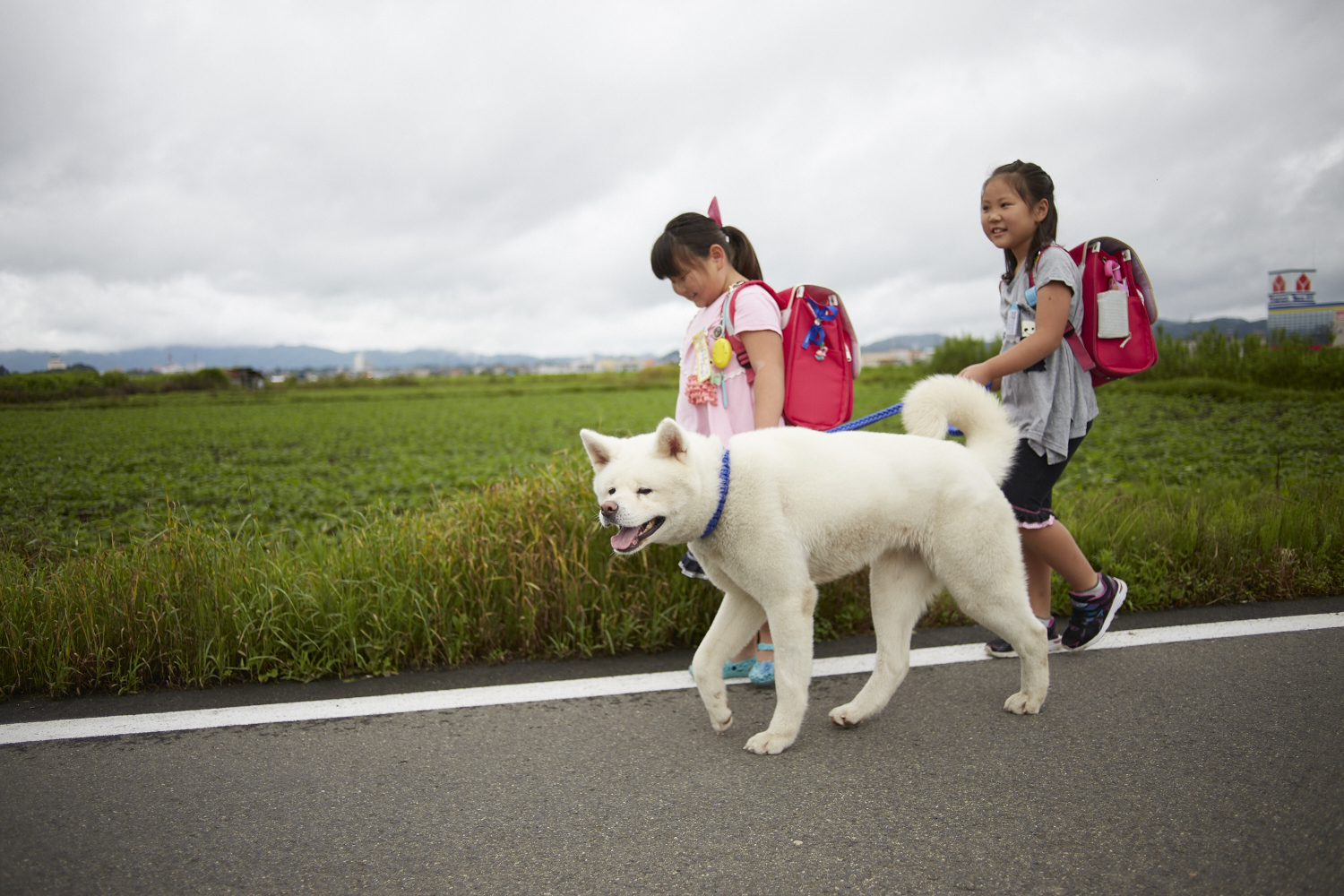 秋田県 秋田犬の故郷へ 秋田犬に会いに来ませんか 公益財団法人フォーリン プレスセンター Fpcj