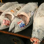 北方蓝鳍金枪鱼及鳗鱼的枯竭 日本水产资源管理体制受到质询