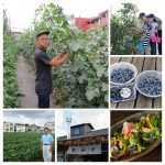 Notice: Tokyo Nerima Press Tour—A Town with Living Agriculture