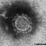 Magazine Articles of the Month: Coronavirus Pandemic